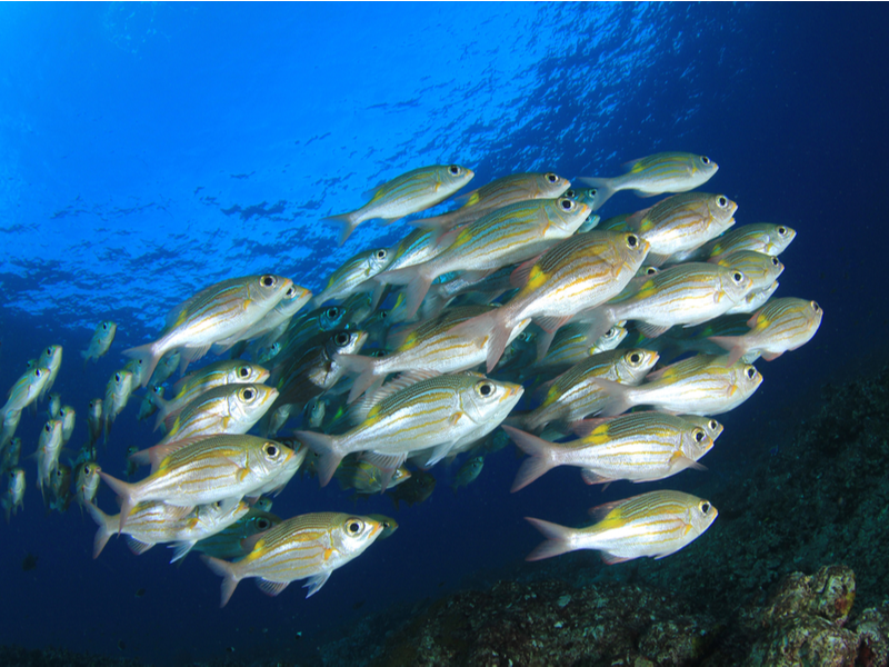 Photograph of a shoal of silver and orange healthy looking fish swimming in a dark blue ocean